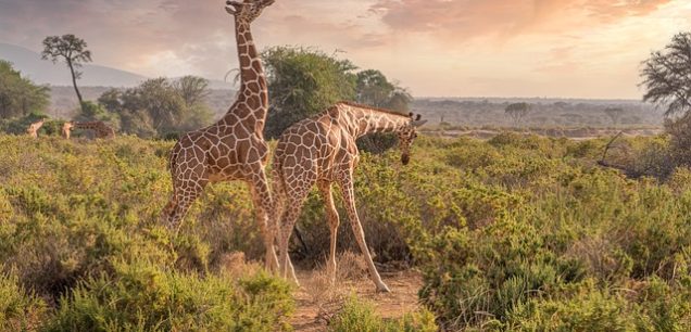 Kenya